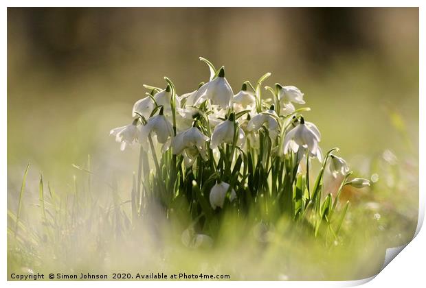 Collection of snowdrops Print by Simon Johnson