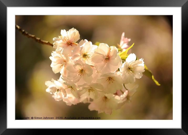 SXunlit spring blossom Framed Mounted Print by Simon Johnson