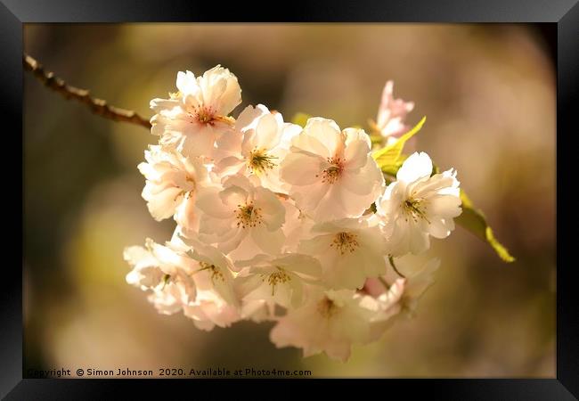 SXunlit spring blossom Framed Print by Simon Johnson