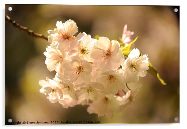 SXunlit spring blossom Acrylic by Simon Johnson