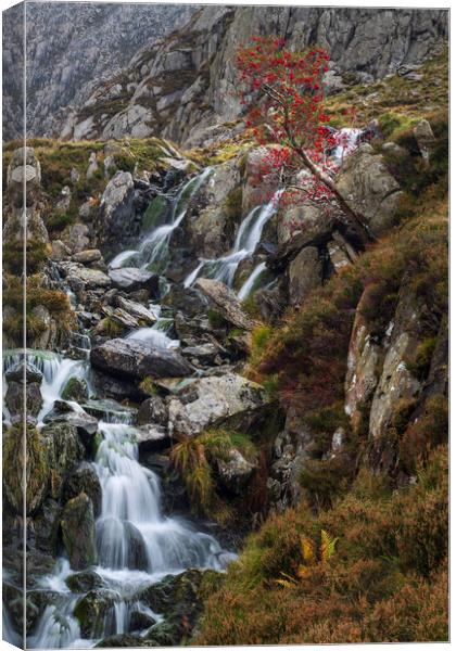 Stream from Llyn Bochlwyd Canvas Print by Rory Trappe