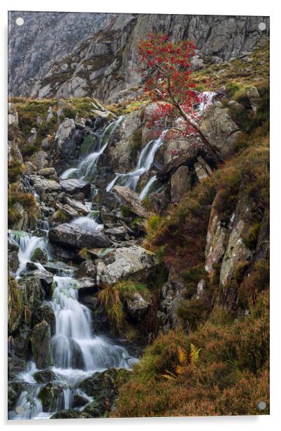 Stream from Llyn Bochlwyd Acrylic by Rory Trappe