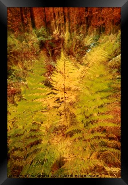 Autumn Woodland  Framed Print by Simon Johnson