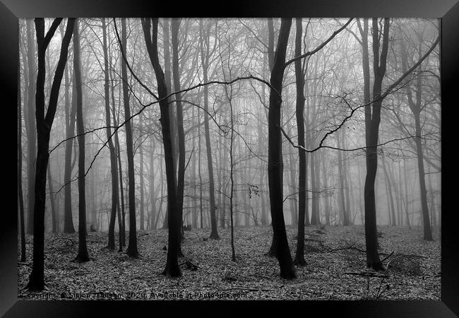 Misty Woodland Framed Print by Simon Johnson