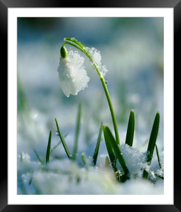 Snowdrop in snow Framed Mounted Print by Simon Johnson