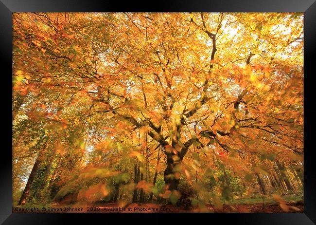 Beech Woodland In autumn gale Framed Print by Simon Johnson