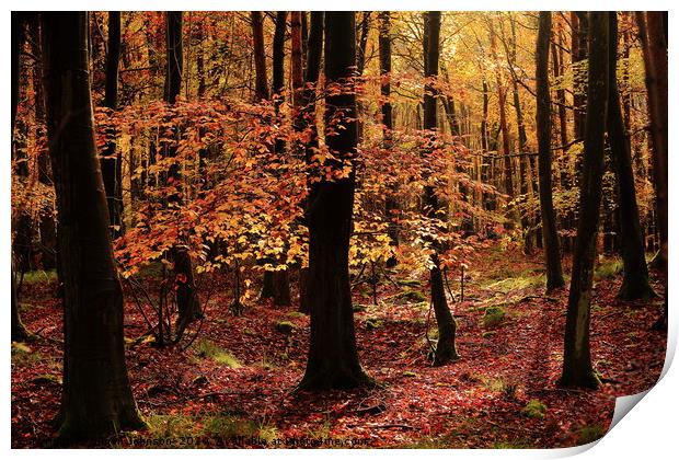 Autumn Woodland Print by Simon Johnson
