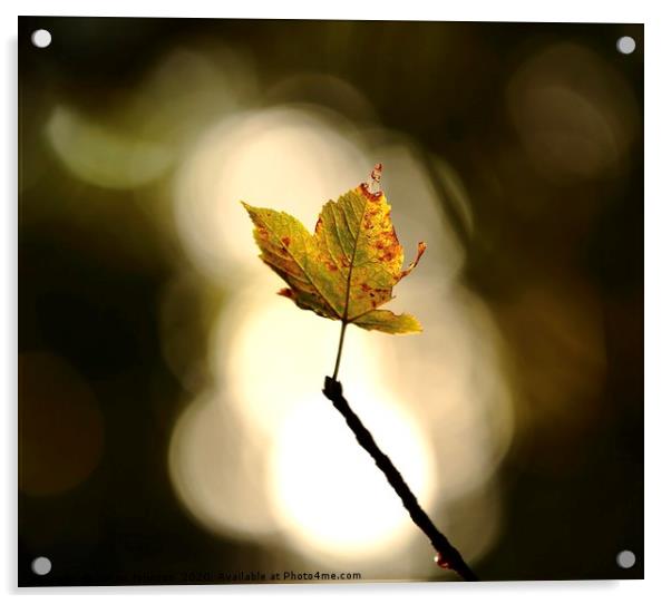 waving leaf Acrylic by Simon Johnson
