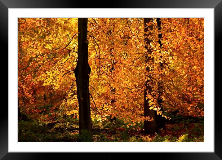  Sunlit Autumn leaf curtain Framed Mounted Print by Simon Johnson