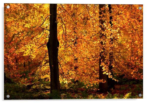  Sunlit Autumn leaf curtain Acrylic by Simon Johnson