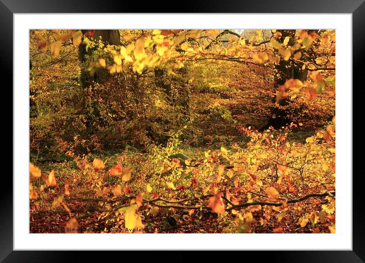 Woodland path Framed Mounted Print by Simon Johnson