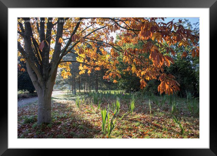 Autumn low light Framed Mounted Print by Kevin White