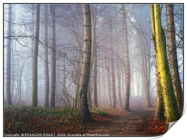 "A distant light in a foggy wood" Print by ROS RIDLEY