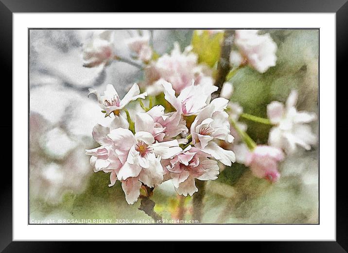 "Spring Blossoms" Framed Mounted Print by ROS RIDLEY