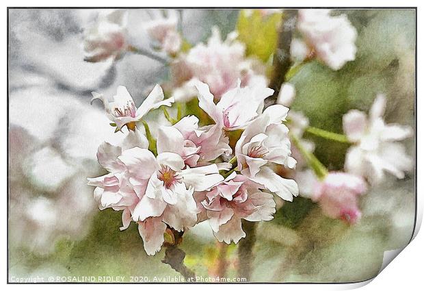"Spring Blossoms" Print by ROS RIDLEY