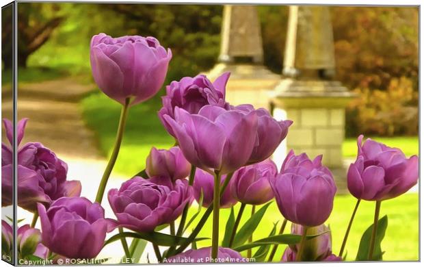 "Tulips at Holker Hall" Canvas Print by ROS RIDLEY