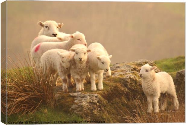 The family sheep Canvas Print by Simon Johnson