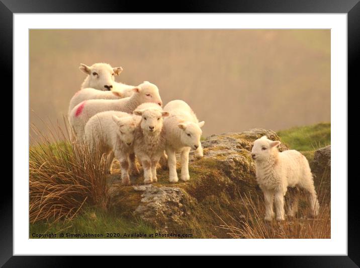 The family sheep Framed Mounted Print by Simon Johnson