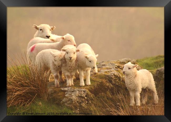 The family sheep Framed Print by Simon Johnson