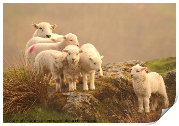 The family sheep Print by Simon Johnson