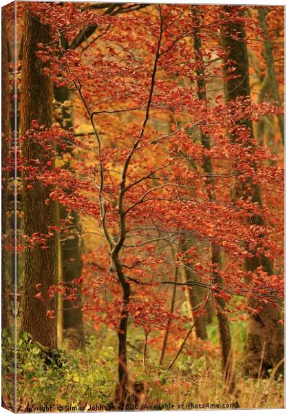 Autumn sappling Canvas Print by Simon Johnson