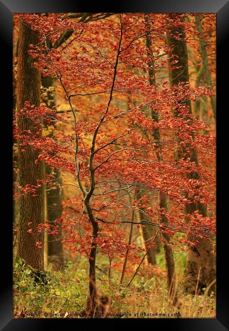 Autumn sappling Framed Print by Simon Johnson