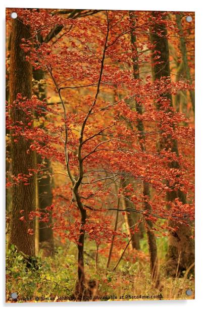 Autumn sappling Acrylic by Simon Johnson