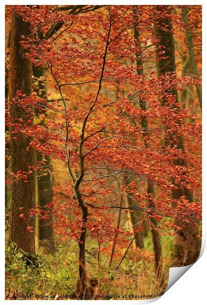 Autumn sappling Print by Simon Johnson