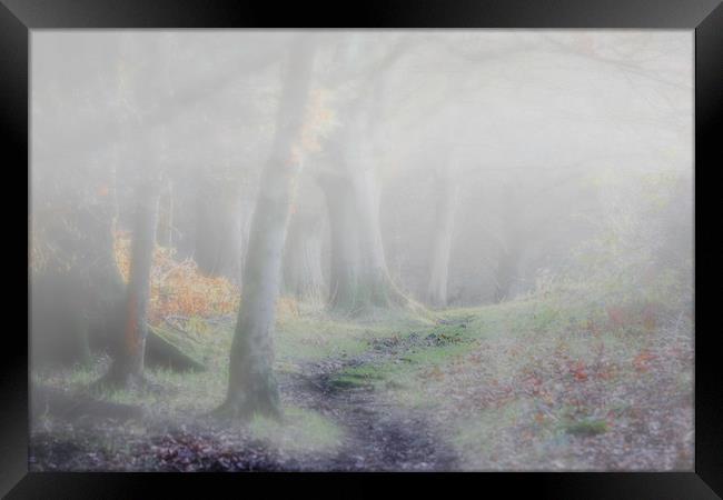 Misty Woodland Framed Print by Stephen Marsh