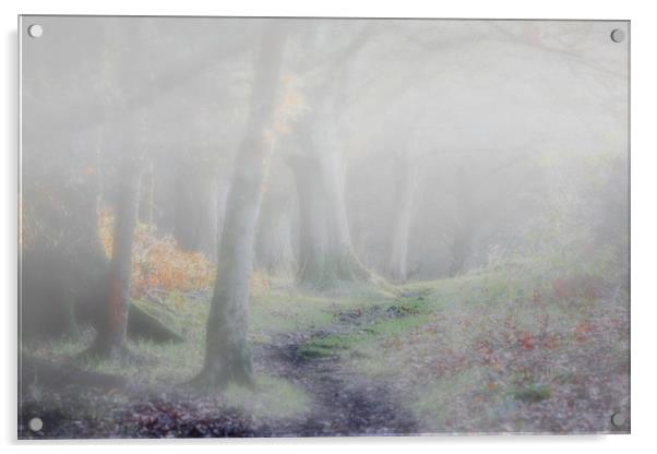 Misty Woodland Acrylic by Stephen Marsh