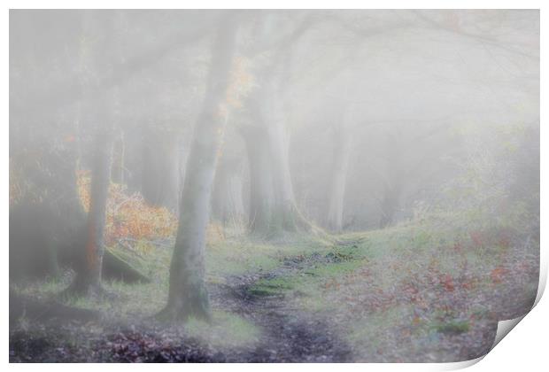 Misty Woodland Print by Stephen Marsh