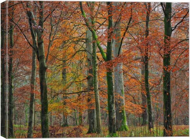 English Autumn Woodland  Canvas Print by Victor Burnside