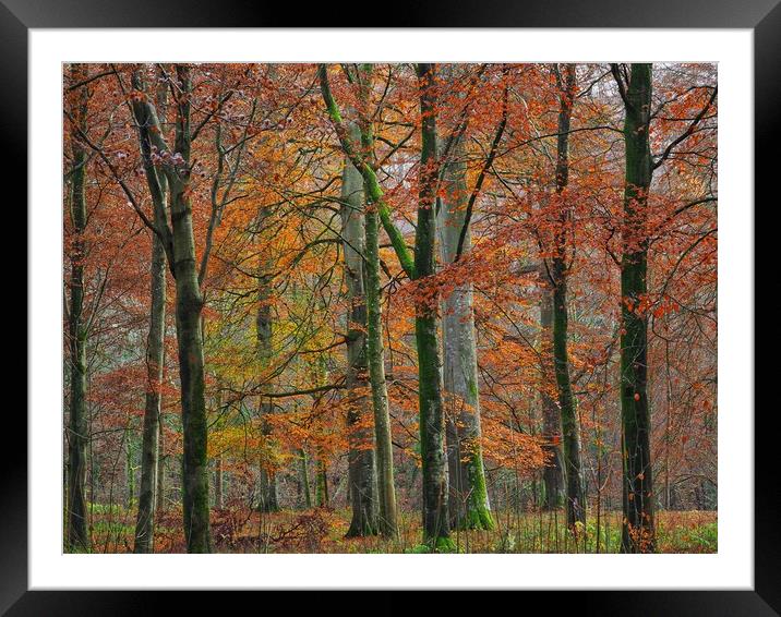 English Autumn Woodland  Framed Mounted Print by Victor Burnside