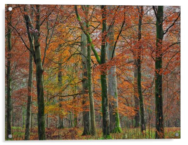 English Autumn Woodland  Acrylic by Victor Burnside