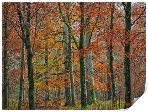 English Autumn Woodland  Print by Victor Burnside