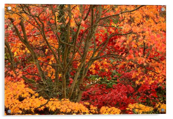 Acer Colour Acrylic by Simon Johnson