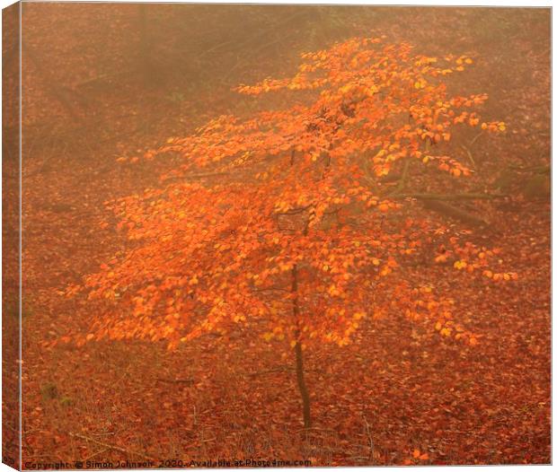Tree sappling autumn Canvas Print by Simon Johnson
