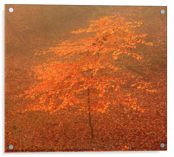 Tree sappling autumn Acrylic by Simon Johnson