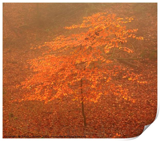 Tree sappling autumn Print by Simon Johnson
