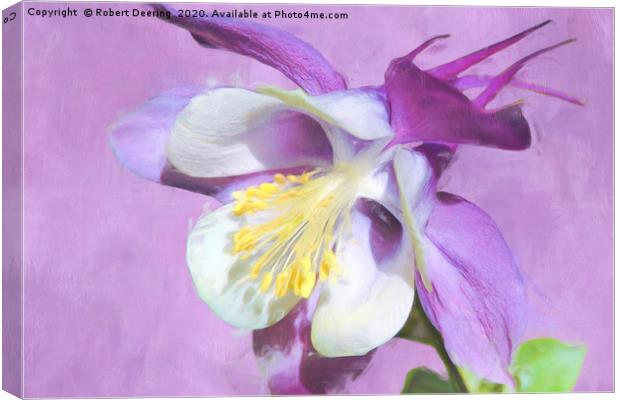 Close up of lilac coloured Aquilegia Canvas Print by Robert Deering