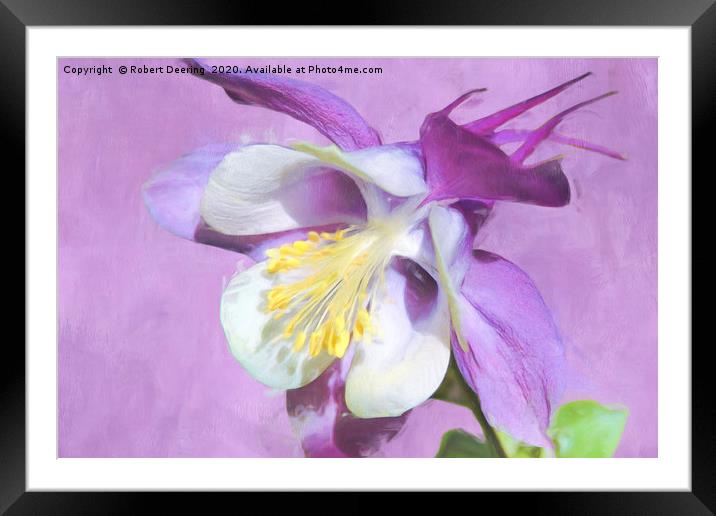 Close up of lilac coloured Aquilegia Framed Mounted Print by Robert Deering
