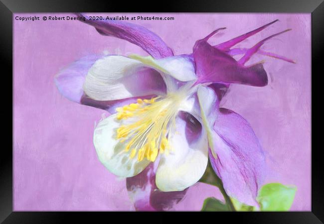 Close up of lilac coloured Aquilegia Framed Print by Robert Deering
