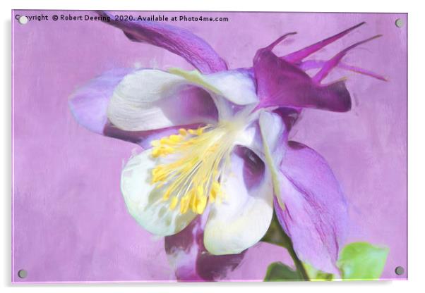 Close up of lilac coloured Aquilegia Acrylic by Robert Deering