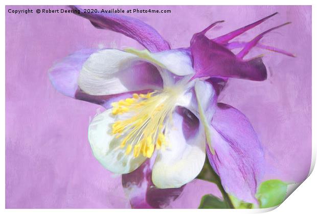 Close up of lilac coloured Aquilegia Print by Robert Deering