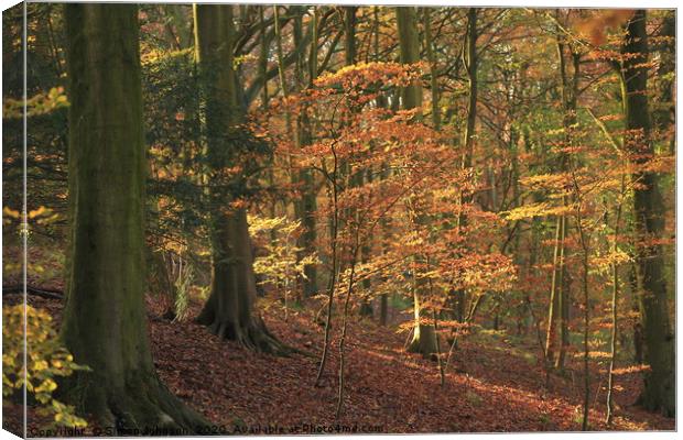 Beech Woodland In autumn Canvas Print by Simon Johnson