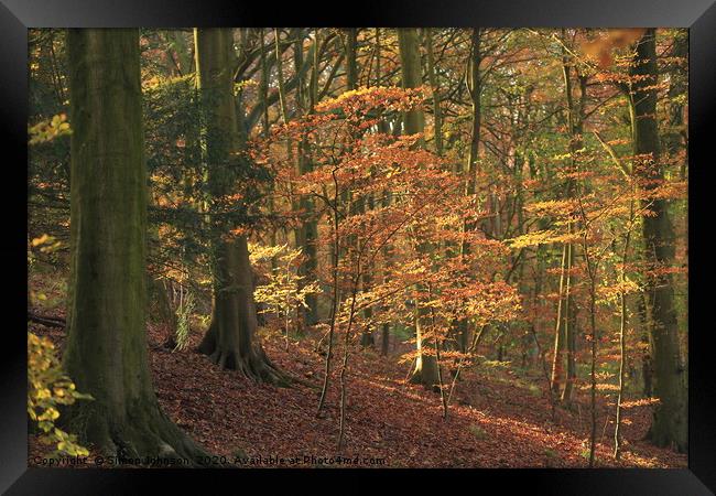 Beech Woodland In autumn Framed Print by Simon Johnson