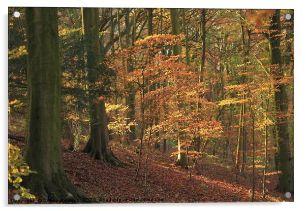 Beech Woodland In autumn Acrylic by Simon Johnson