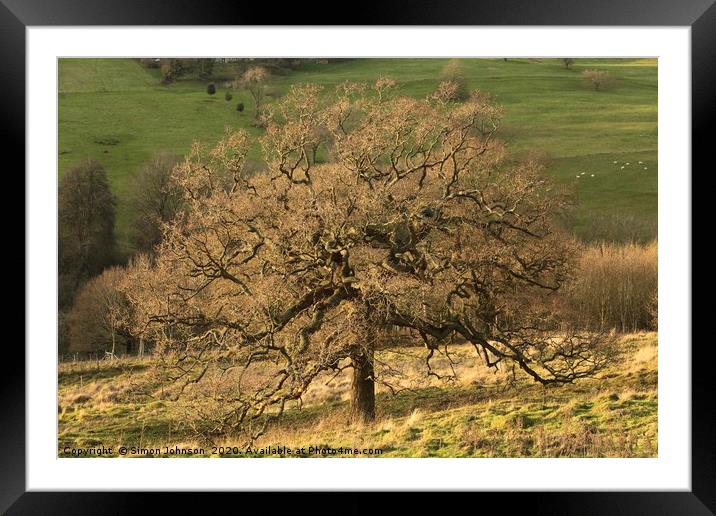 Cotswold Oak Framed Mounted Print by Simon Johnson