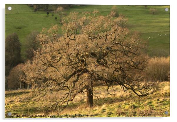 Cotswold Oak Acrylic by Simon Johnson