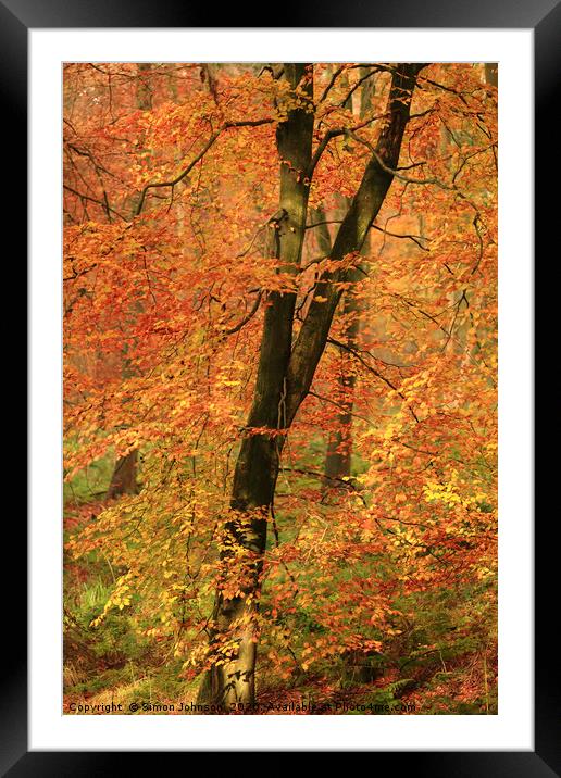 Autumn Woodland Framed Mounted Print by Simon Johnson